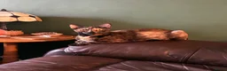Mixed Breed cats for sale: 2 white kittens girls, 1 tortoise shell girl in Worcester - Advert 9