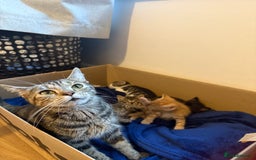 Domestic Shorthair cats for sale: Looking for my lovely forever home - Image 7