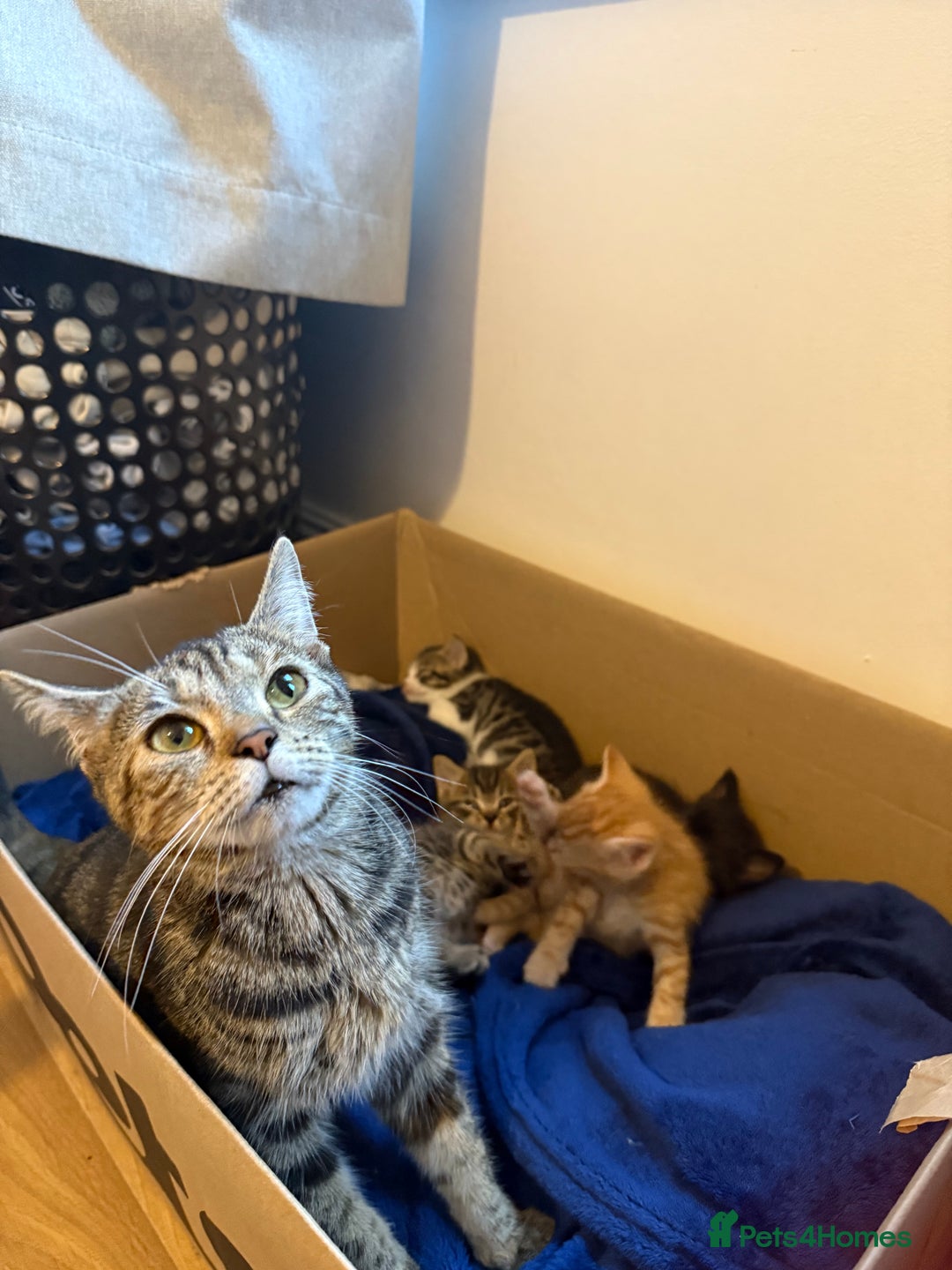 Domestic Shorthair cats for sale: Looking for my lovely forever home - Image 7