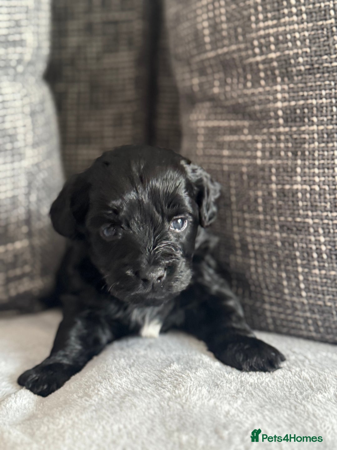 Mixed Breed dogs for sale: 6 beautiful havapoo’s - Image 7