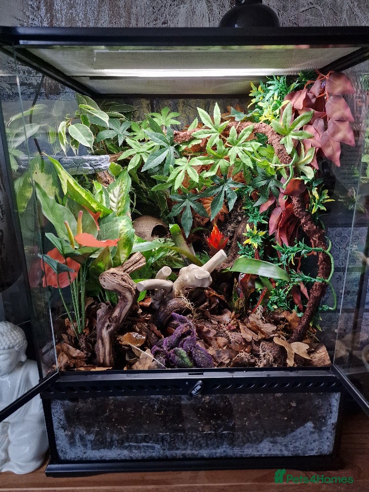 Gecko reptiles Lily White Crested gecko - SOLD - Advert 14