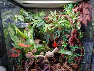 Gecko reptiles Stunning Lily White Crested gecko - Advert 2