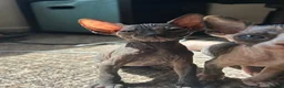 Sphynx cats for sale: 5 Canadian Sphynx kittens for sale - Advert 24