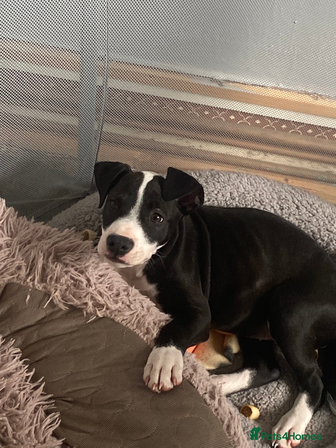 Staffordshire Bull Terrier dogs for sale: Staffordshire bull terrier girl  - Image 3