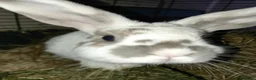 Mixed Breed rabbits for sale: Four female rabbits - Advert 5