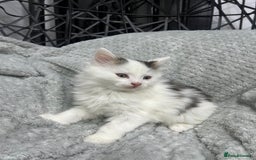British Longhair cats for sale: Gorgeous fluffy kittens looking for forever home - Image 28