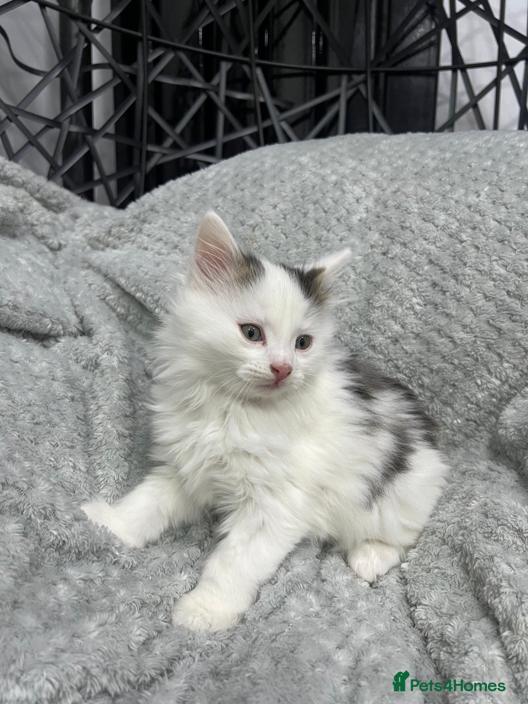 British Longhair cats for sale: Gorgeous fluffy kittens looking for forever home - Image 28