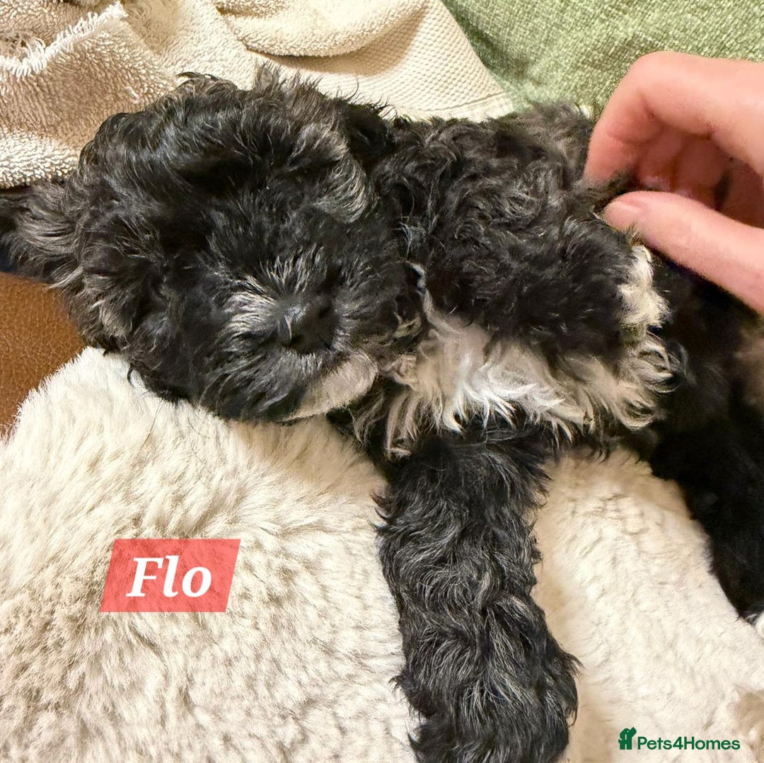 Maltipoo dogs for sale: Multipoo - Advert 32