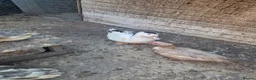 Ducks poultry for sale: Beautiful male muscovy drake  in Ashford - Advert 2