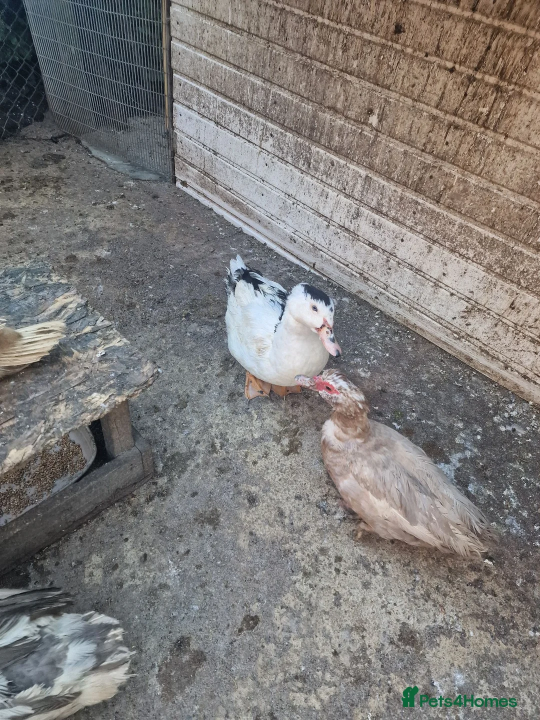 Ducks poultry for sale: Beautiful male muscovy drake  in Ashford - Advert 2
