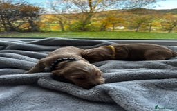 Cocker Spaniel dogs for sale: ✨ Cuddles Await from our Cocker Spaniel Pups  - Image 22