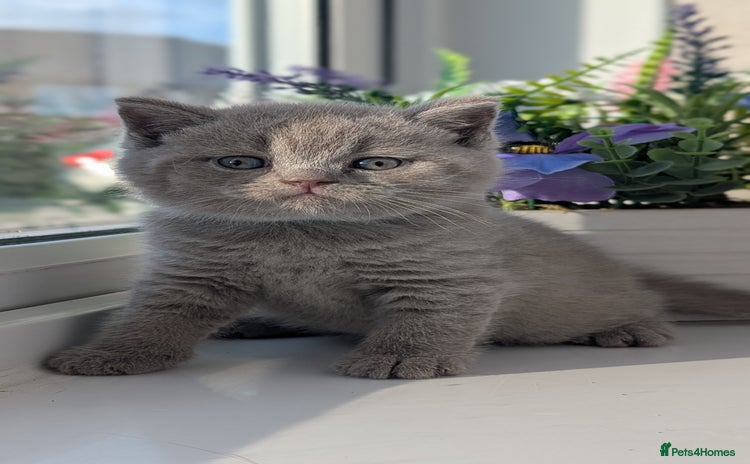 British Shorthair cats - Advert 10
