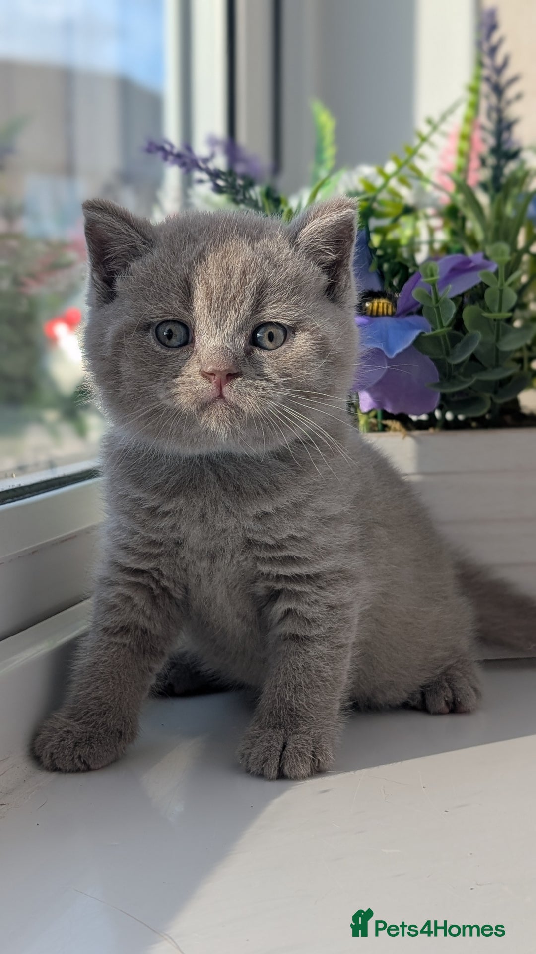 British Shorthair cats for sale: Only one boy available 💜🐾 - Image 10