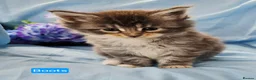 Maine Coon cats for sale: Mainecoons ready now - Advert 35