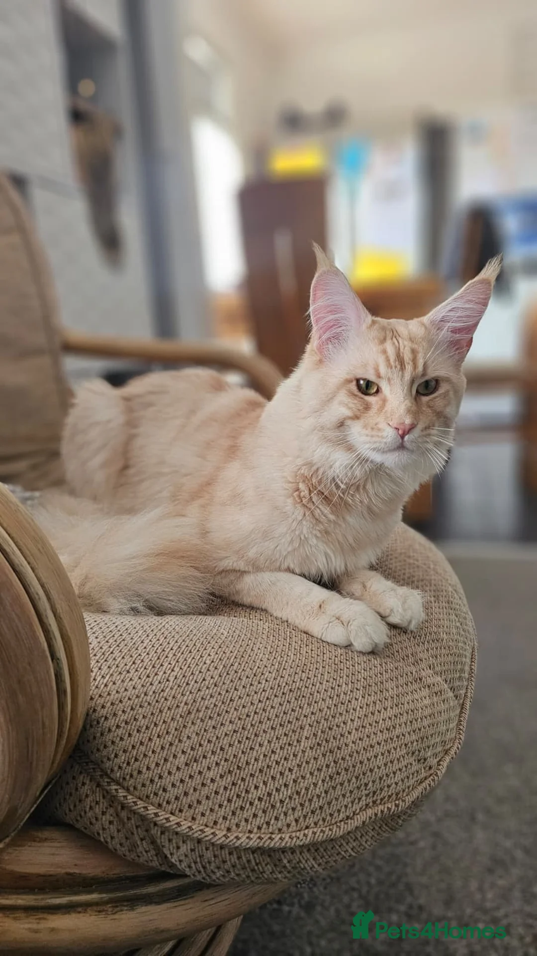 Maine Coon cats for stud: Mainecoon stud  - Advert 2