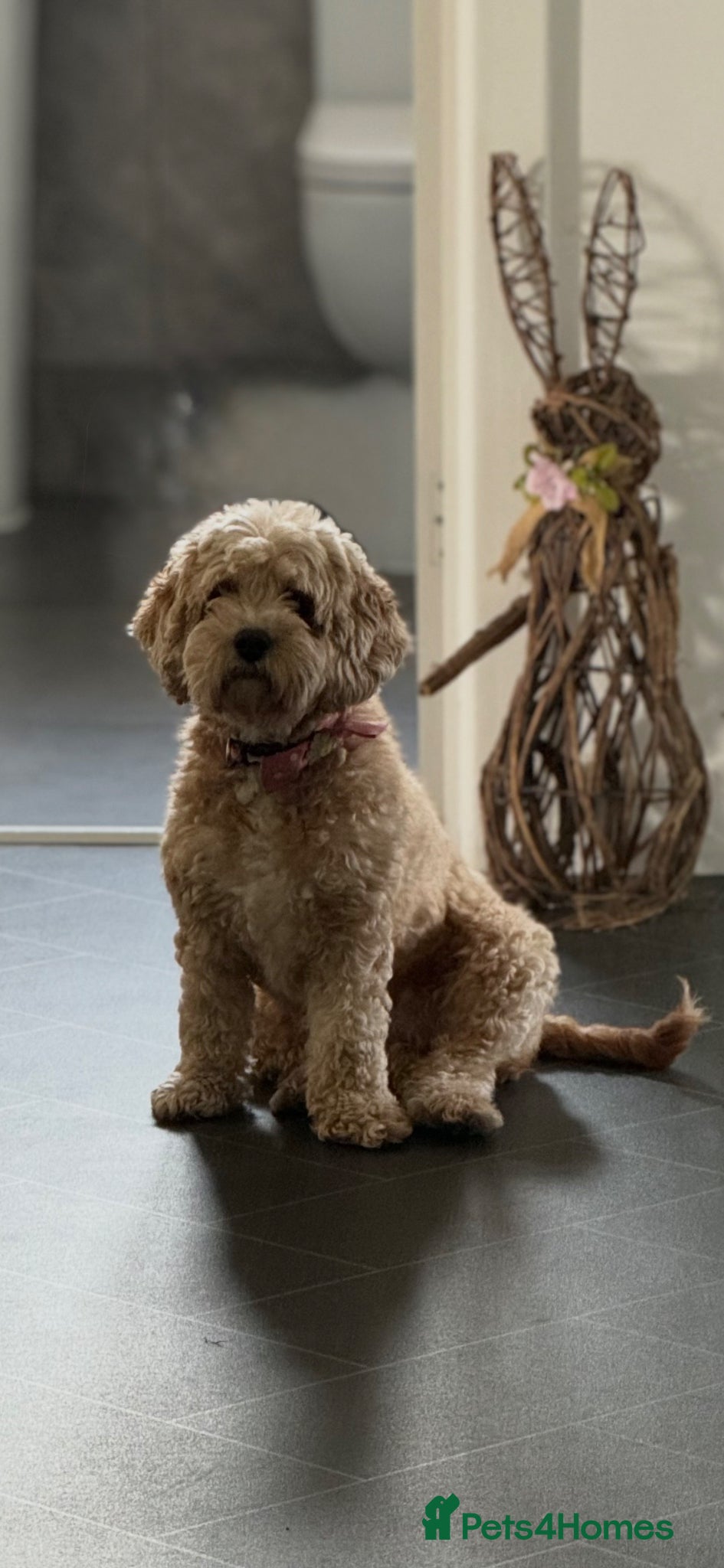 Cavapoo dogs Cavapoo Puppies F1b Reversed–Reservations Now Open - Advert 13