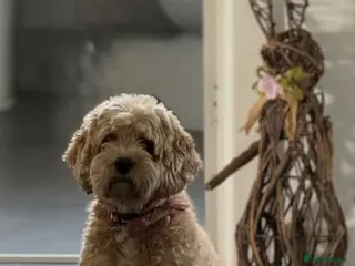 Cavapoo dogs Cavapoo Puppies F1b Reversed–Reservations Now Open - Advert 11