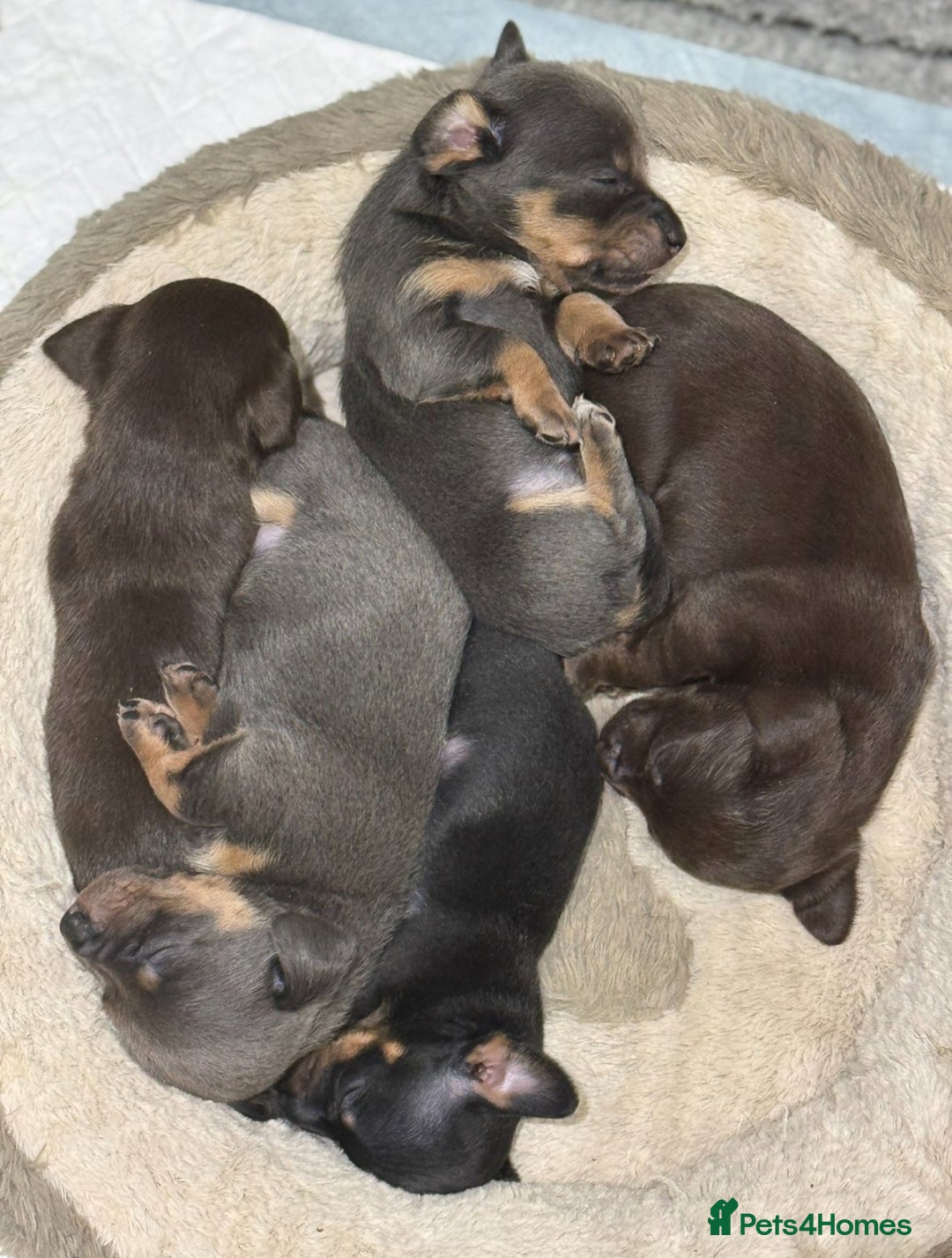 Chiweenie dogs for sale: 3 Gorgeous Girls & 2 Beautiful Boys  - Advert 1
