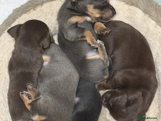 Chiweenie dogs 3 Gorgeous Girls & 2 Beautiful Boys - Advert 2