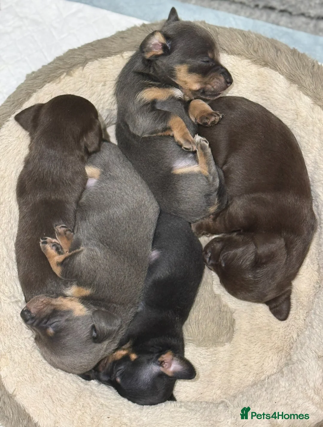 Chiweenie dogs for sale: Miniature Dachshund x Chihuahua  - Advert 16