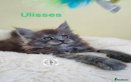 Maine Coon cats for sale: Absolutelly gorgeous kittens  - Image 7
