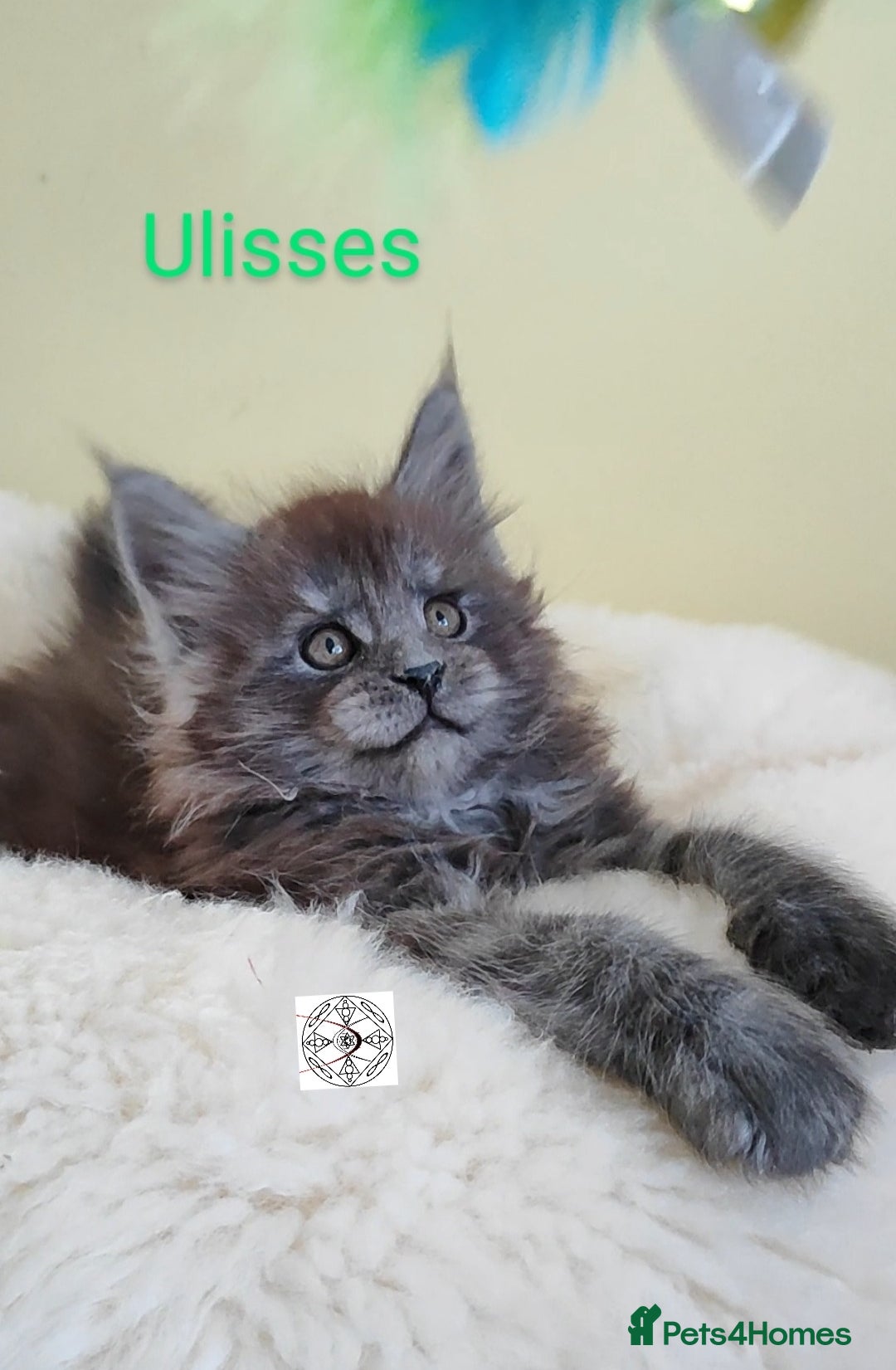 Maine Coon cats for sale: Absolutelly gorgeous kittens  - Image 7
