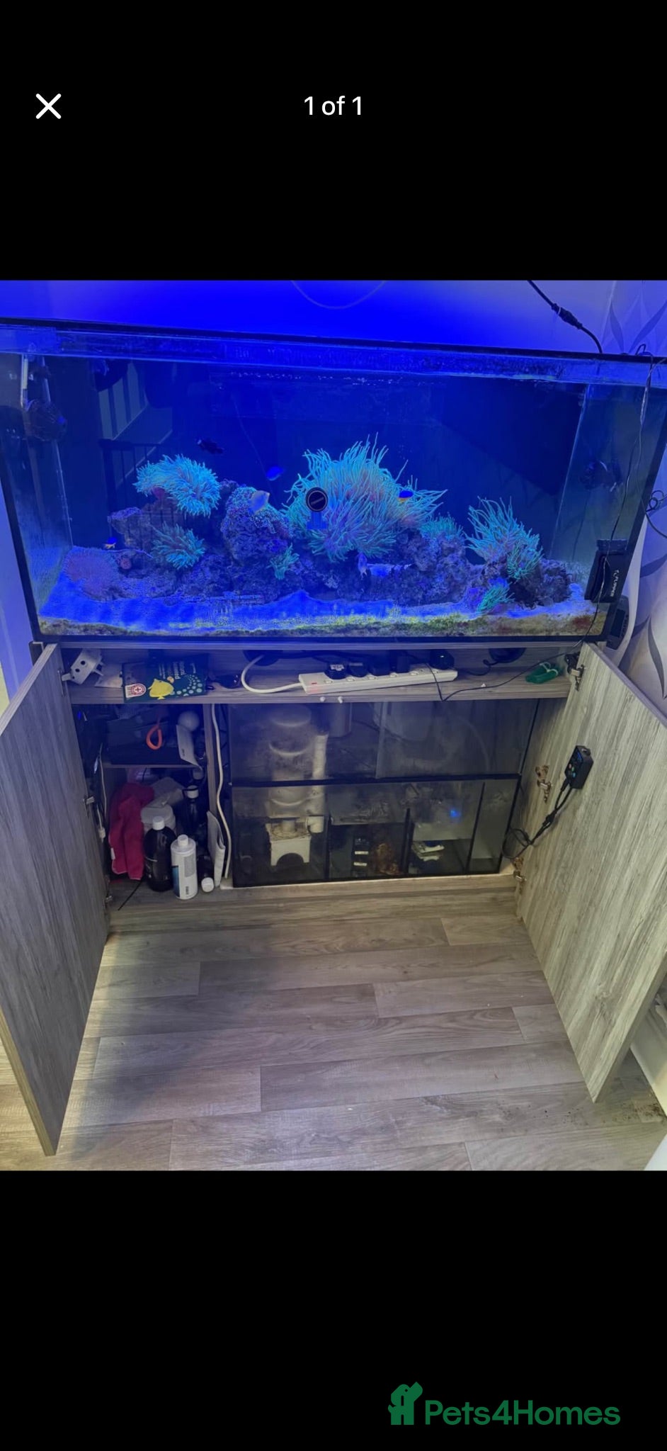 Other/Mixed Breed fish Marine tank full set up  - Advert 1