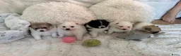 Pomeranian dogs for sale: Pomeranian puppies in London - Advert 8