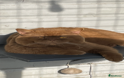 British Shorthair cats for stud: 🐻 RARE CINNAMON GCCF TICA STUD CARRYING CHOCO  in Derby - Image 8