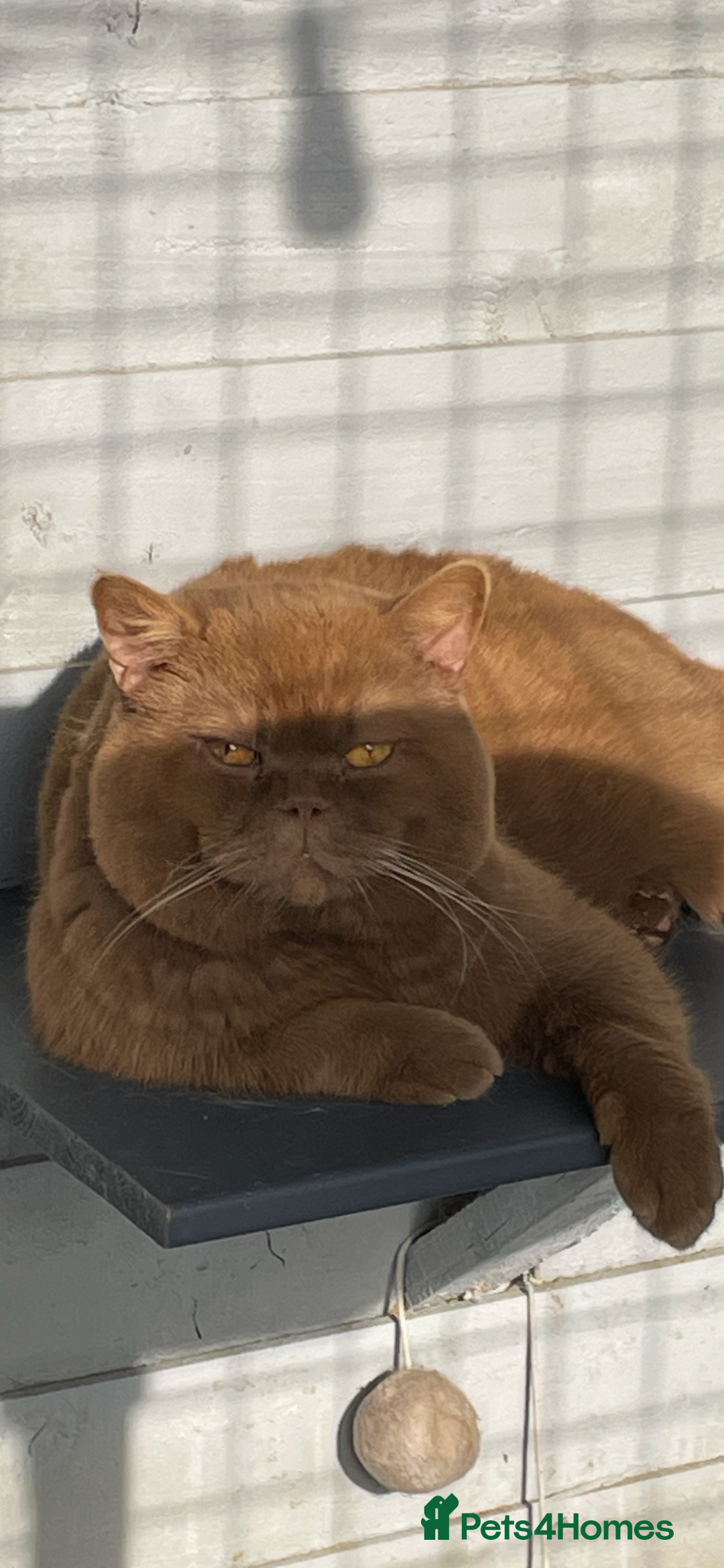 British Shorthair cats for stud: 🐻 RARE CINNAMON GCCF TICA STUD CARRYING CHOCO  in Derby - Image 8