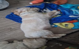 Golden Retriever dogs for sale: 🐾🐕 3 male Golden Retriever Puppies 🐶 🐕‍🦺 - Image 12