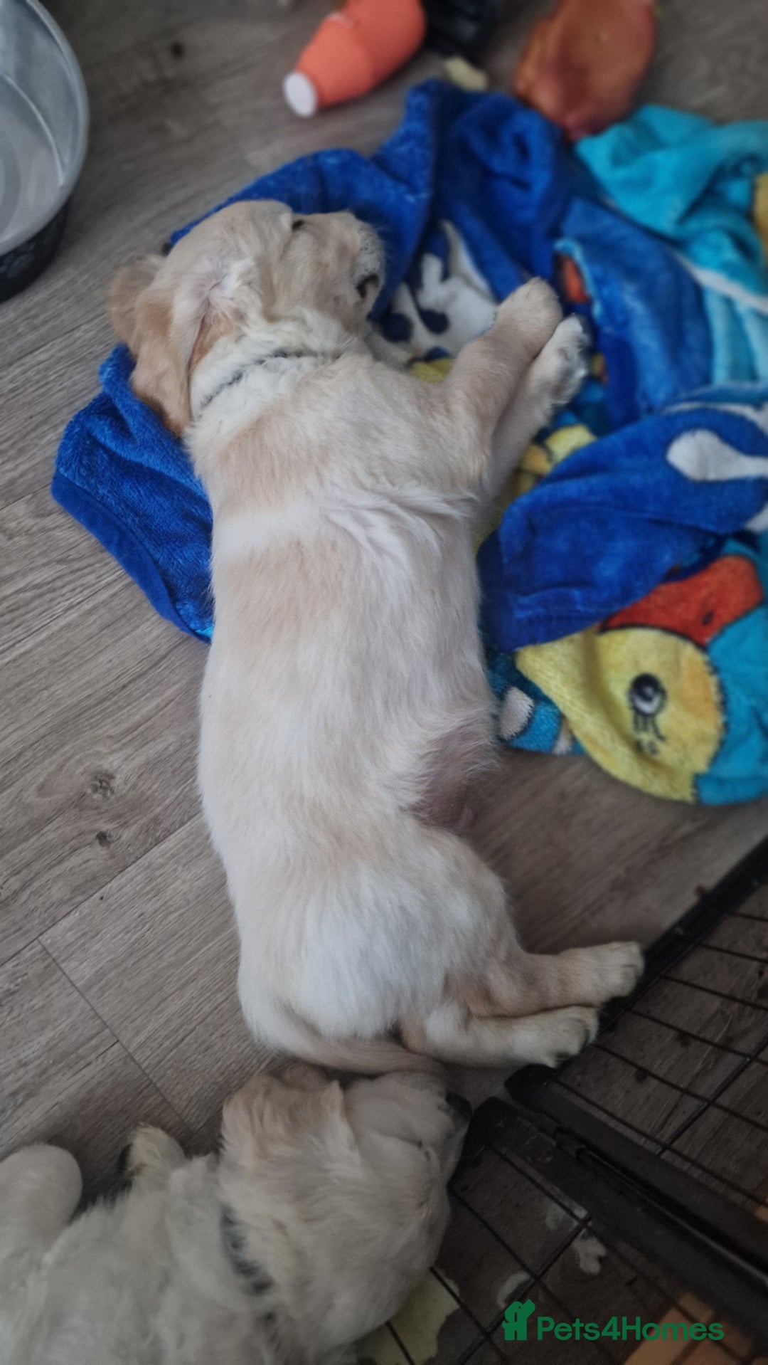 Golden Retriever dogs for sale: 🐾🐕 3 male Golden Retriever Puppies 🐶 🐕‍🦺 - Image 12