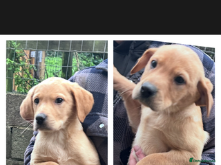 Labrador Retriever dogs Labradors kc reg READY TO LEAVE TODAY - Advert 11