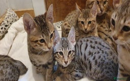 Savannah cats for sale: Fabulous F5 SBT Savannah Kittens! - Image 20