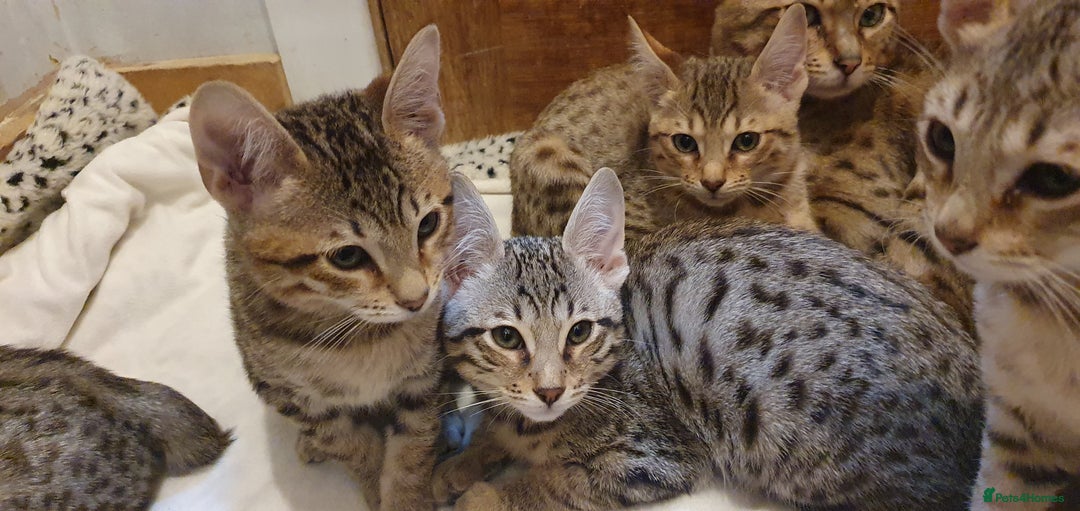 Savannah cats for sale: Fabulous F5 SBT Savannah Kittens! - Image 20