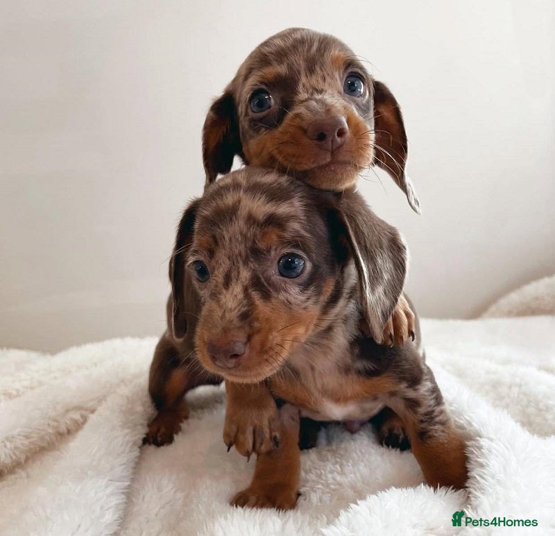 Miniature Dachshund dogs 5 PURE Miniature Dachshund puppies for sale - Advert 12