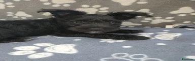 Miniature Schnauzer Puppy 1