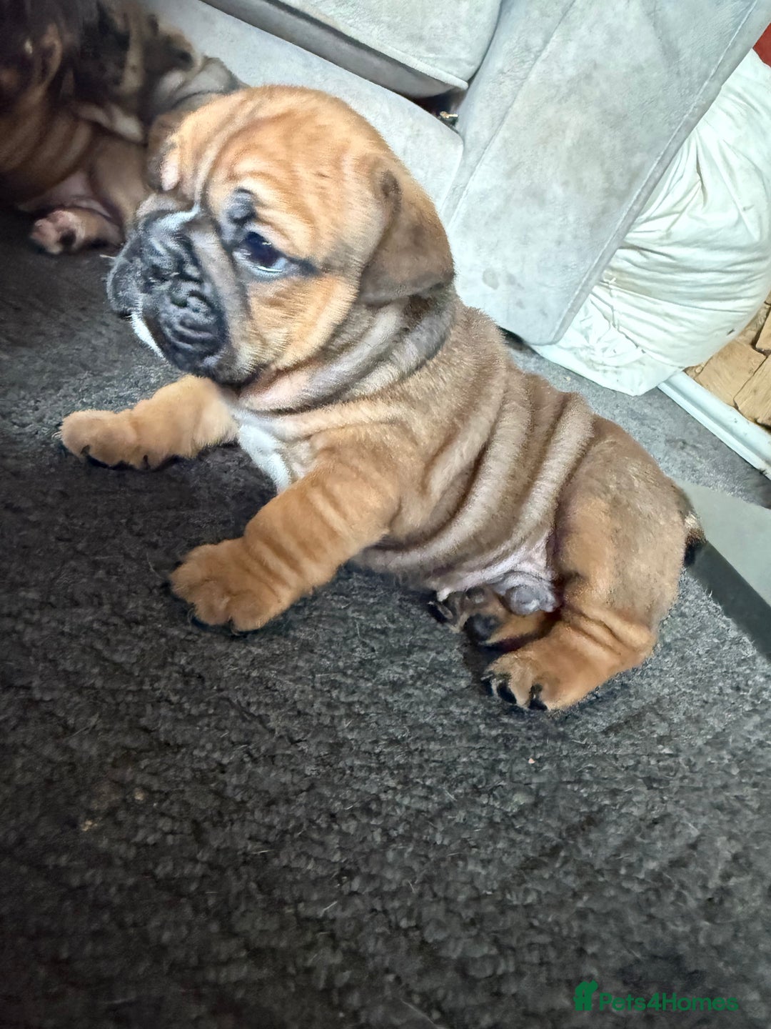 English Bulldog dogs for sale: Traditional English Bulldog Puppies  - Image 15