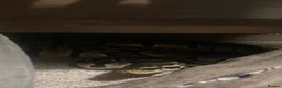 Python Snake reptiles for sale: Ball python  in Brierley Hill - Advert 2