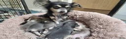 Chihuahua dogs for sale: Blue & tan and lilac & tan chihuahua puppies  - Advert 1