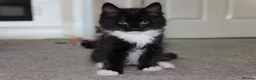 Turkish Angora cats for sale: Turkish Angora Mix Kittens - Advert 4