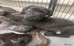 Cane Corso dogs for sale: READY REDUCED CANE CORSO - Image 5