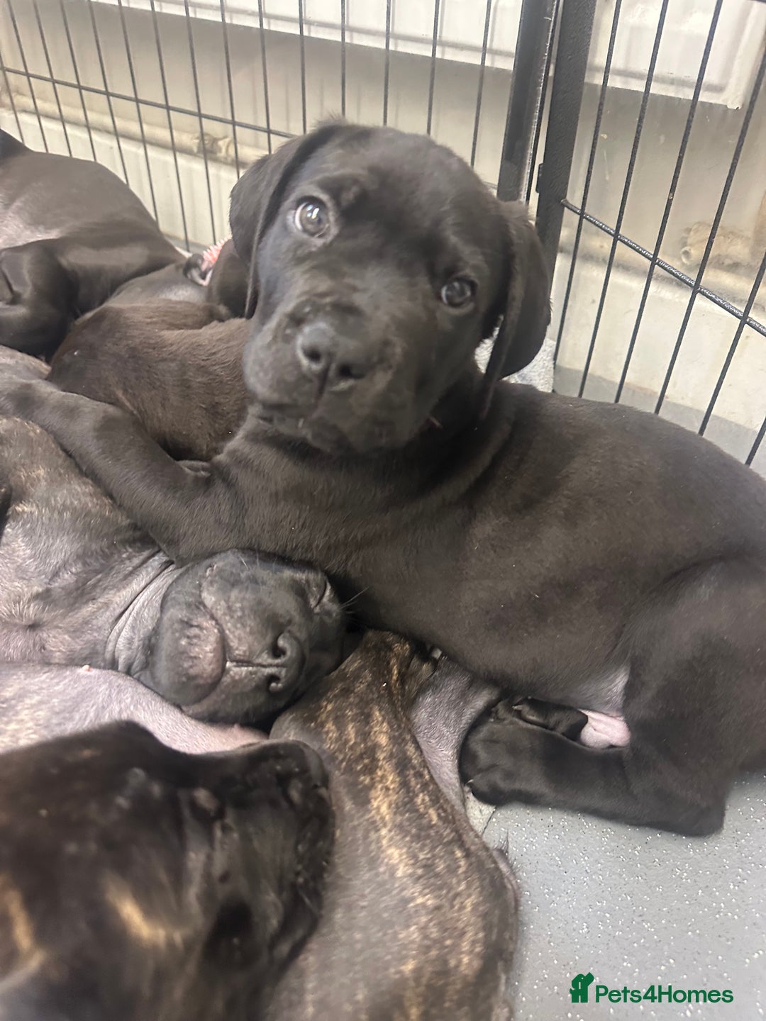 Cane Corso dogs for sale: READY REDUCED CANE CORSO - Image 5