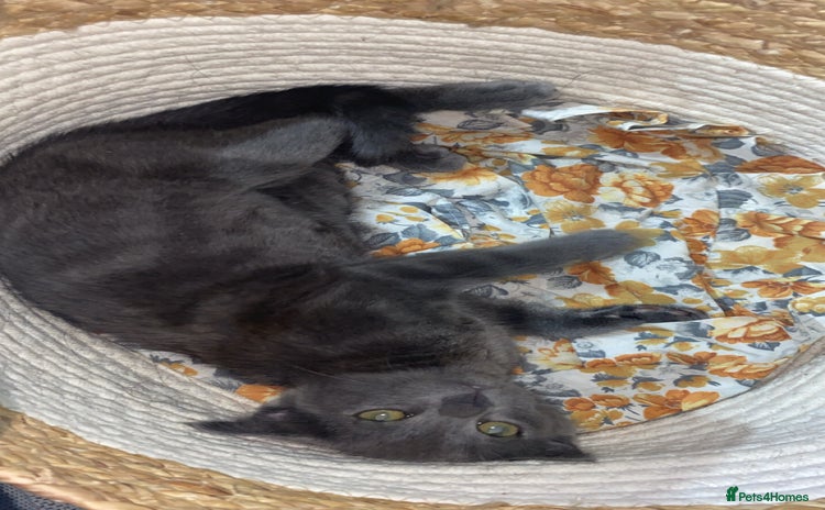 Russian Blue cats - Advert 1