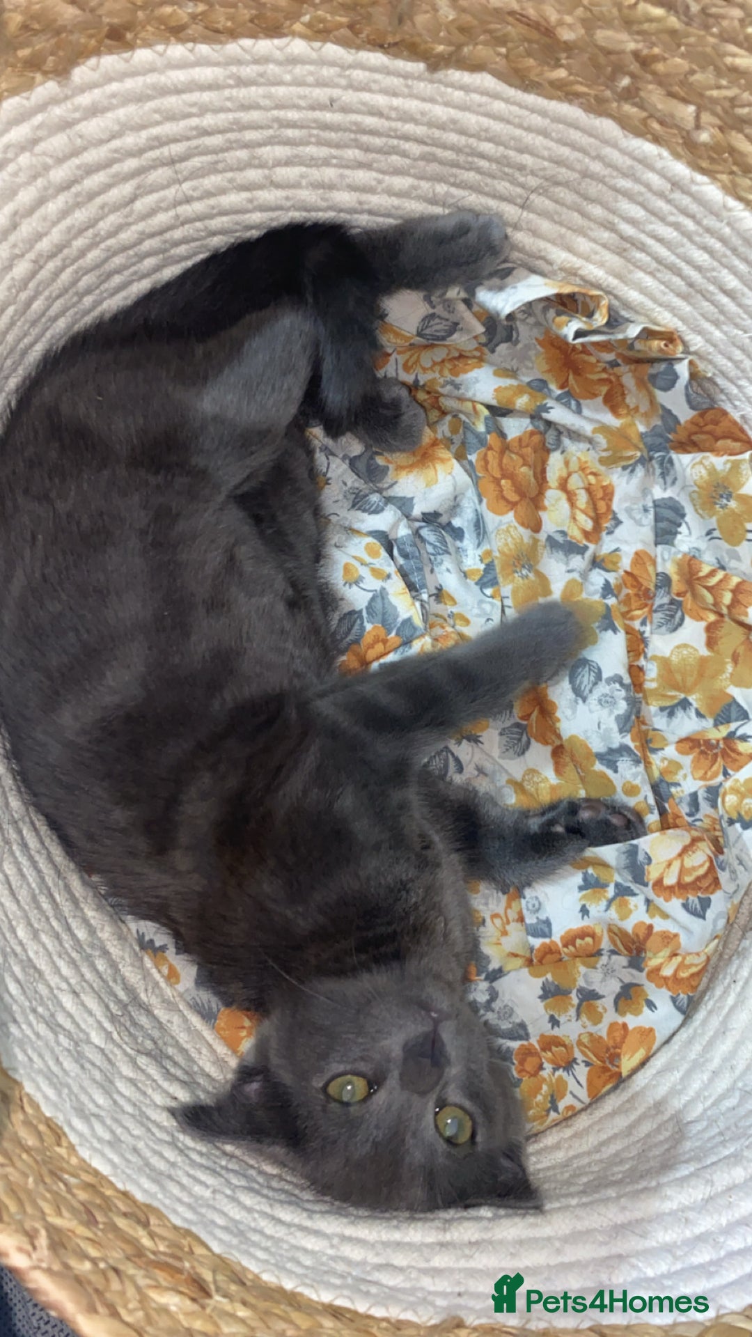 Russian Blue cats for sale: Russian Blue - Image 1