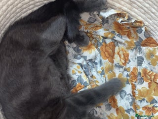 Russian Blue cats - Advert 33