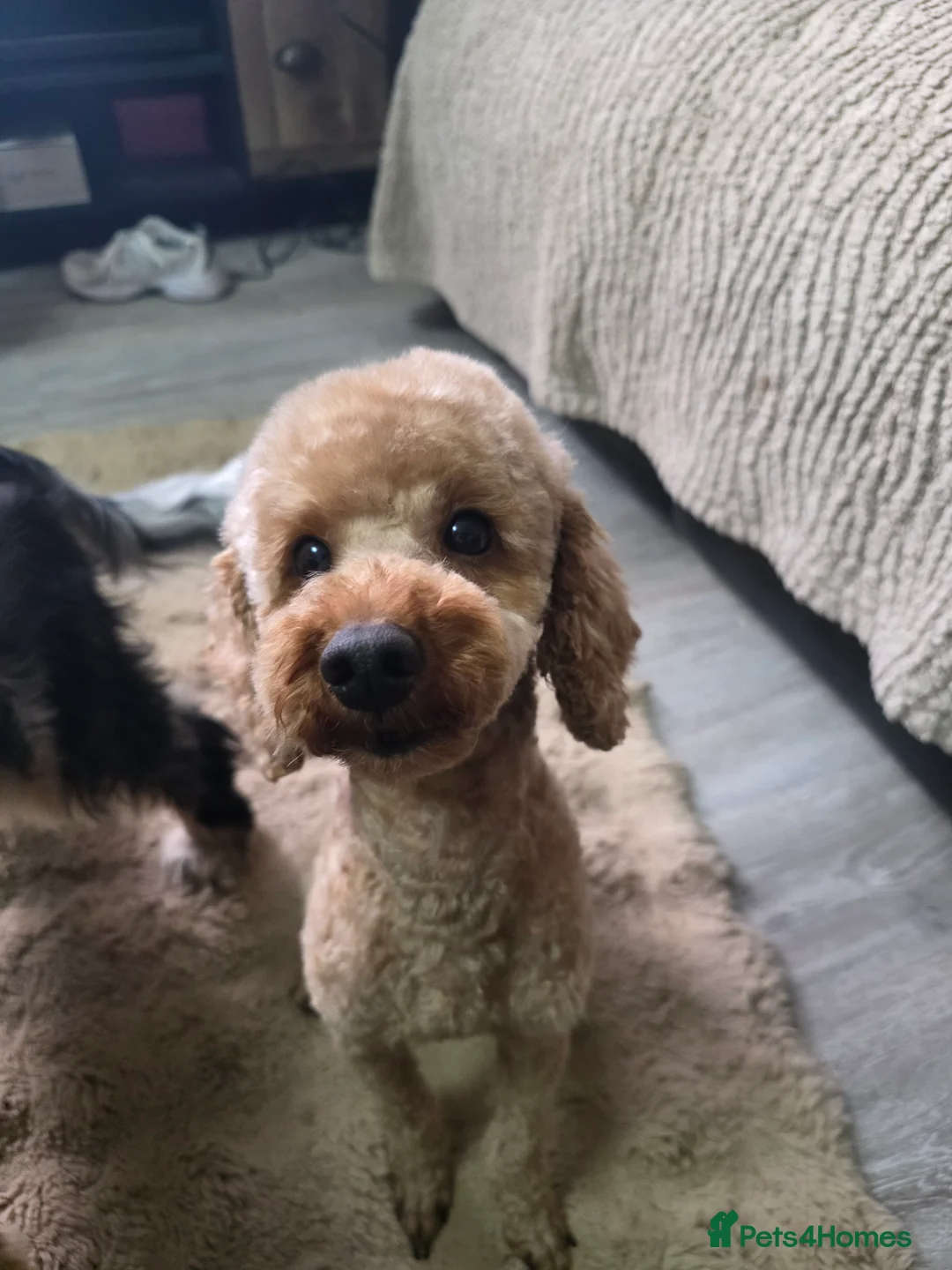 Toy Poodle dogs for stud: toy poodle short notice DNA clear PRA in Nottingham - Advert 5
