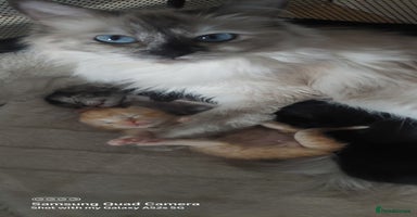 Mixed Breed cats - Advert 12