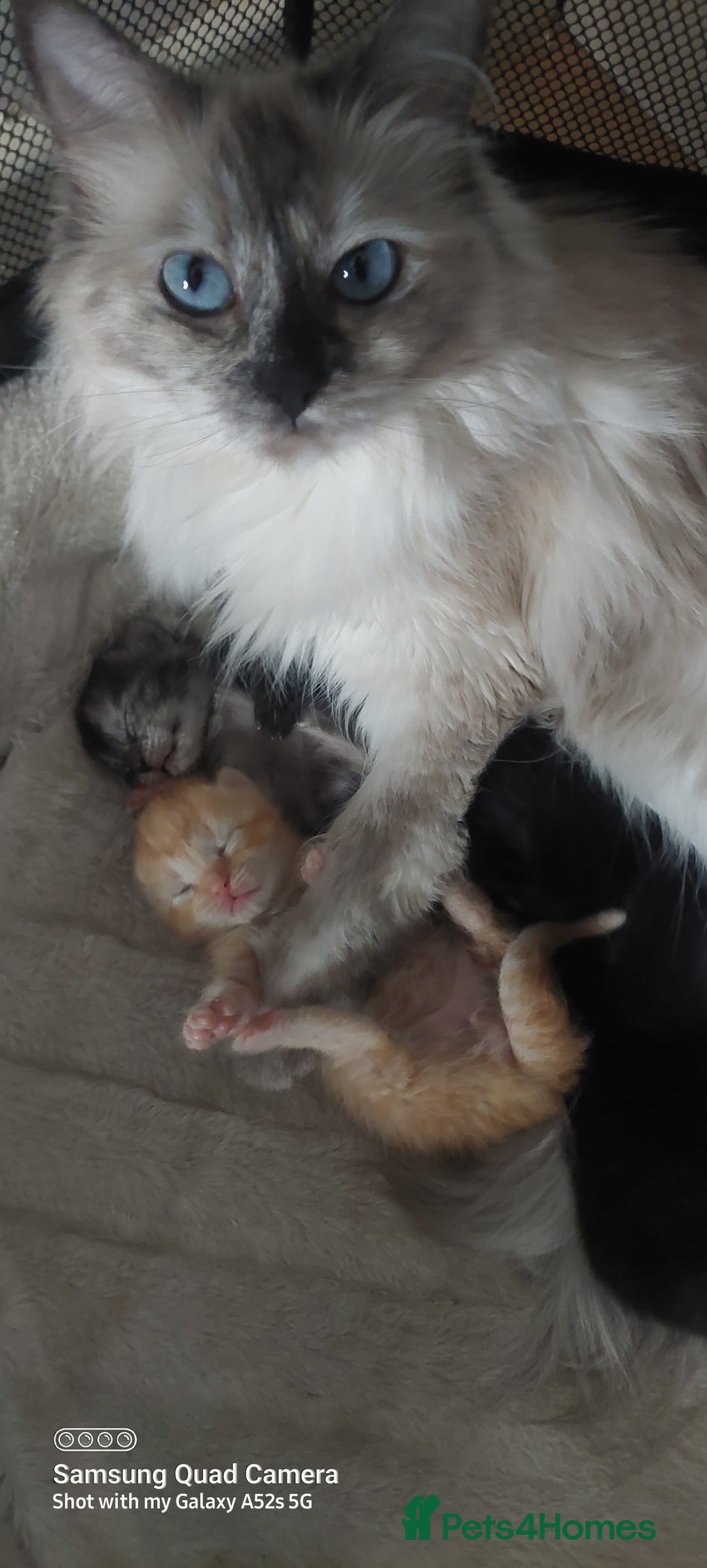 Mixed Breed cats for sale: Ragdoll X kittens - Image 3