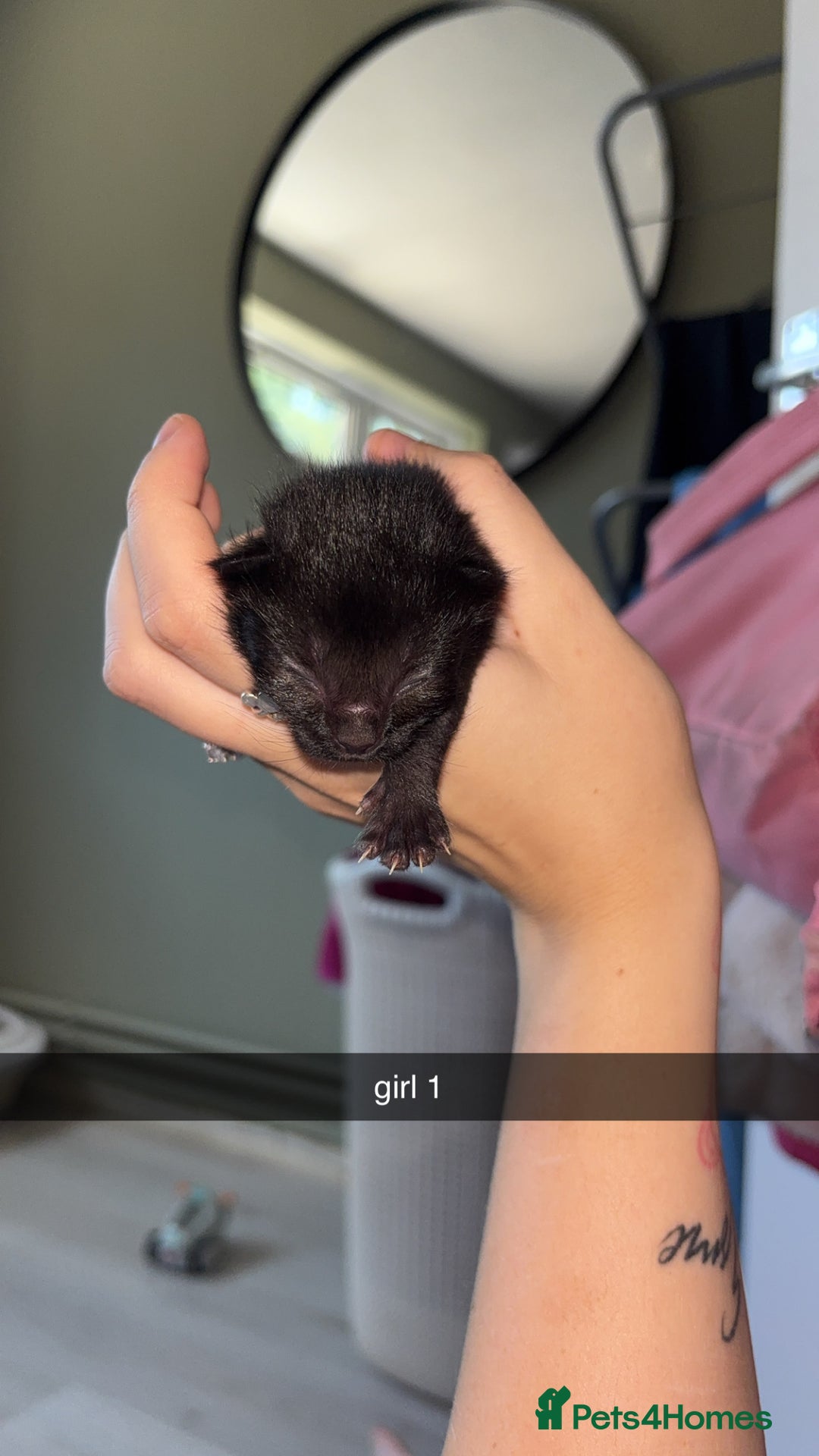 Domestic Shorthair cats for sale: kittens - Image 1